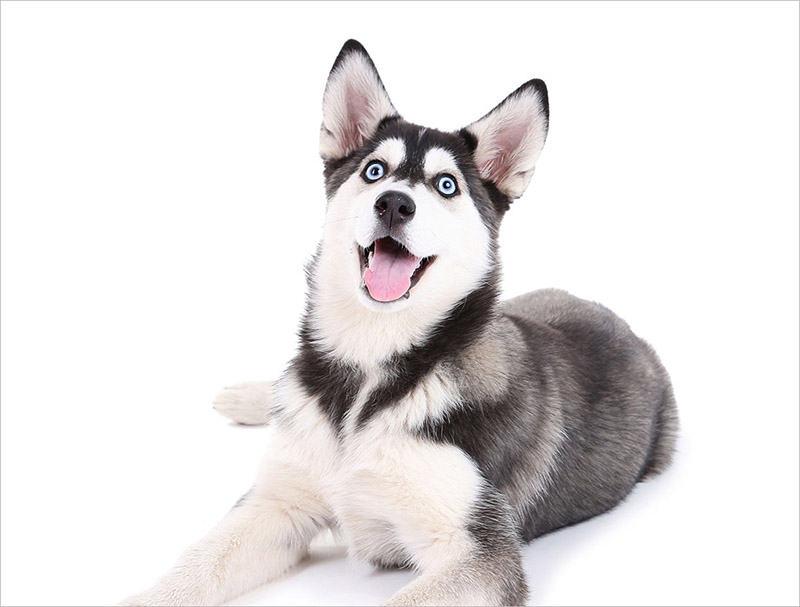 đặt tên chó husky