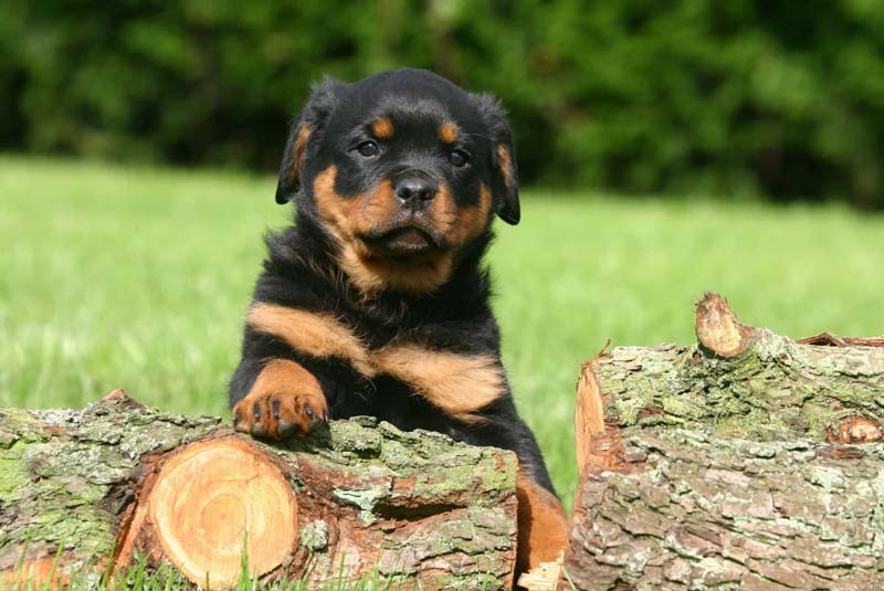 Chó Rottweiler có dữ không