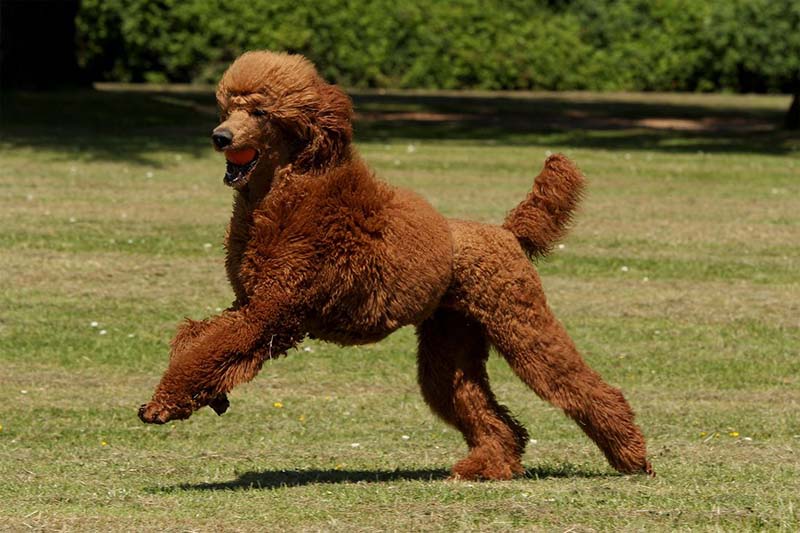 phối giống chó Poodle