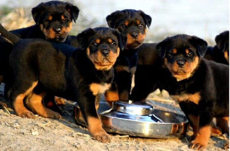 thức ăn cho chó Rottweiler