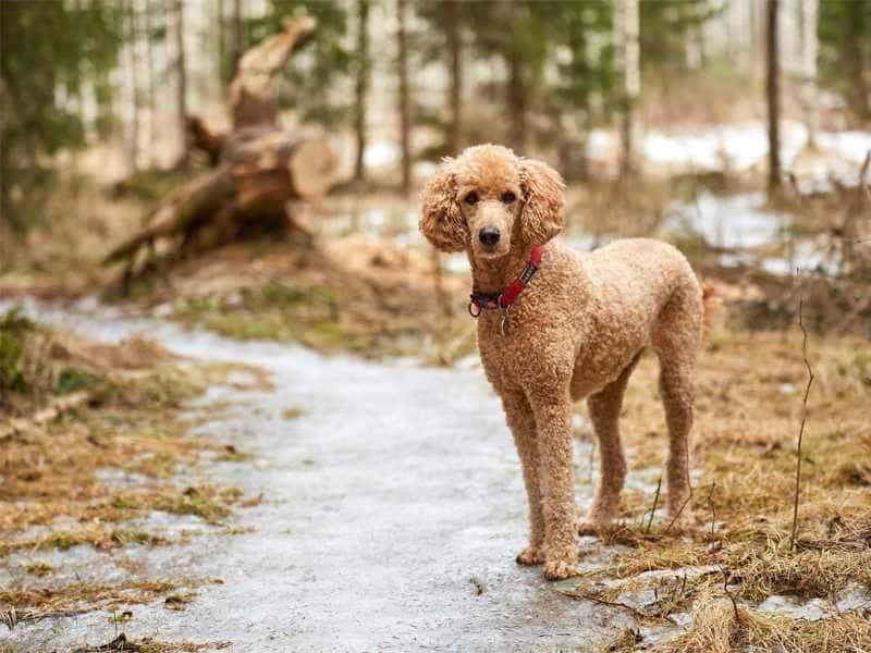 chó Poodle khổng lồ