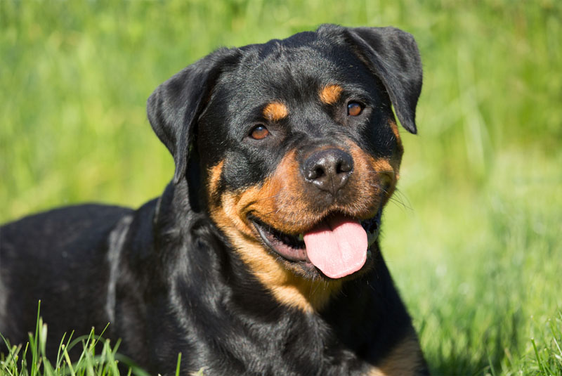 Chó Rottweiler có dữ không