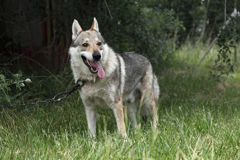 Wolfdog là một trong những cái tên nguy hiểm không thể bỏ quan