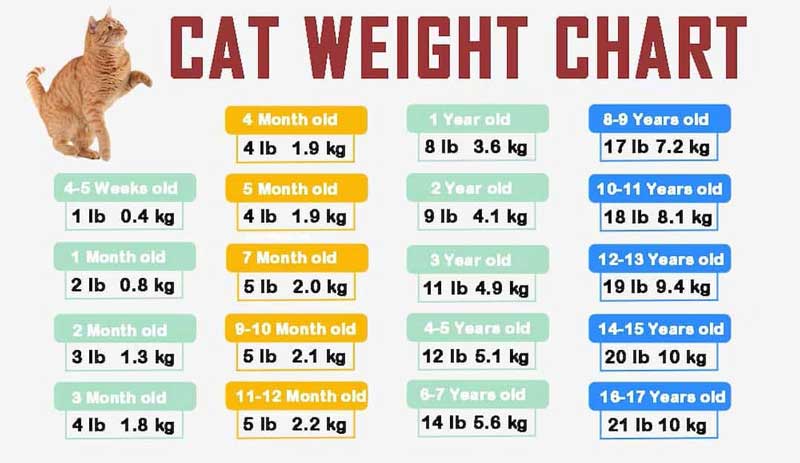 cân nặng tiêu chuẩn của mèo