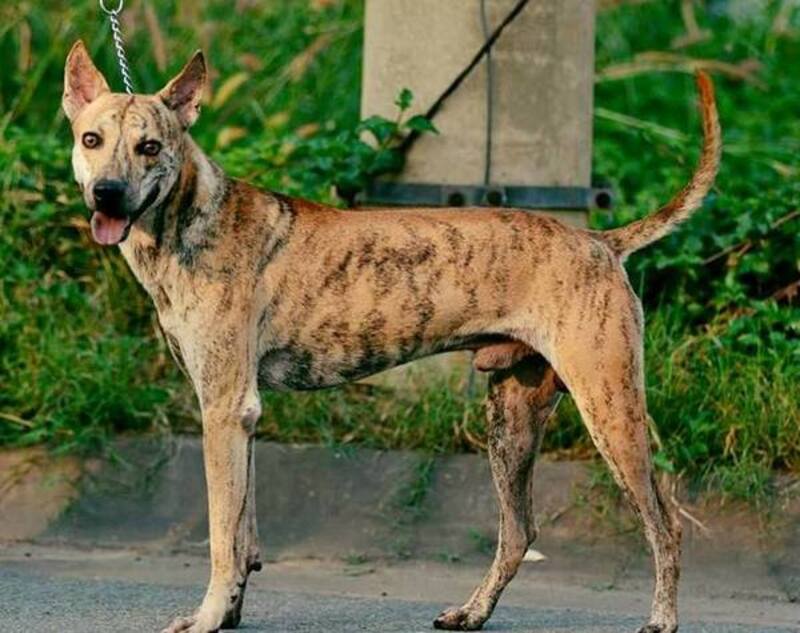 Chó săn Phú Quốc có bản tính vô cùng hung hăng