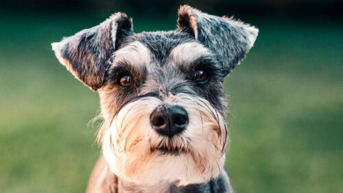 Chó Schnauzer – đặc điểm, tính cách, ngoại hình và giá bán