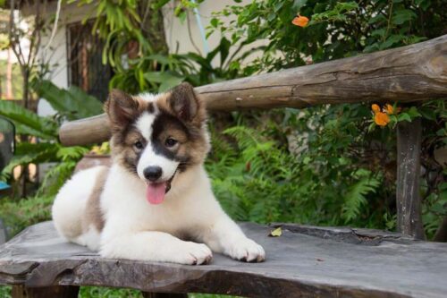 Giới thiệu về chó Bangkaew Thái: Nguồn gốc, đặc điểm nhận biết và tính cách