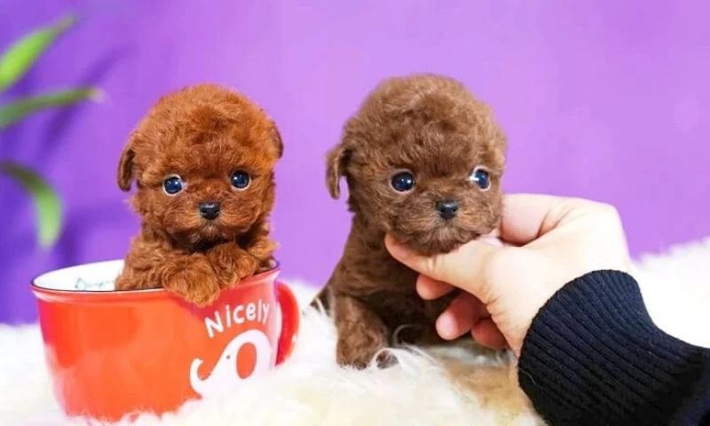 Teacup Poodle