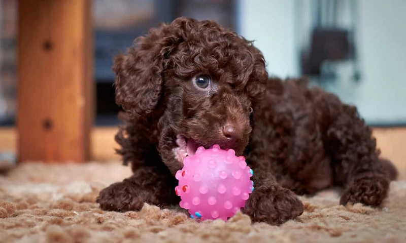 Toy Poodle