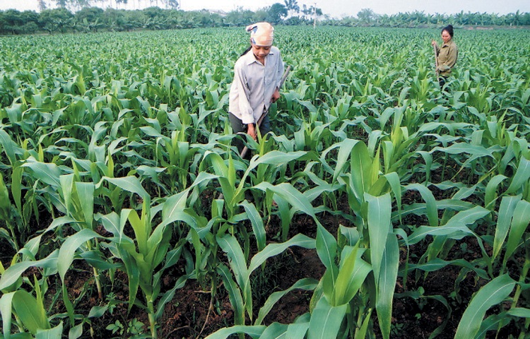 Một số lưu ý về giá đất nông nghiệp 2014