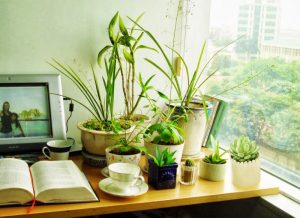 Tuổi Mùi hợp cây gì để gia tăng vận khí trong năm nay