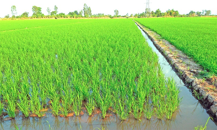 Đất hnk là gì