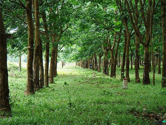 Đất cln là gì