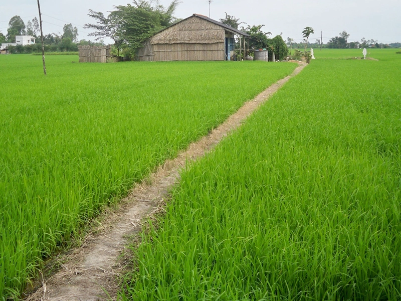 Đất LUC có lên thổ cư được không là thắc mắc chung