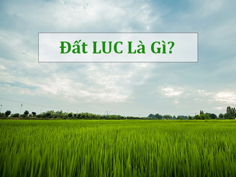 Đất LUC là gì? Đất LUC là đất trồng lúa nước