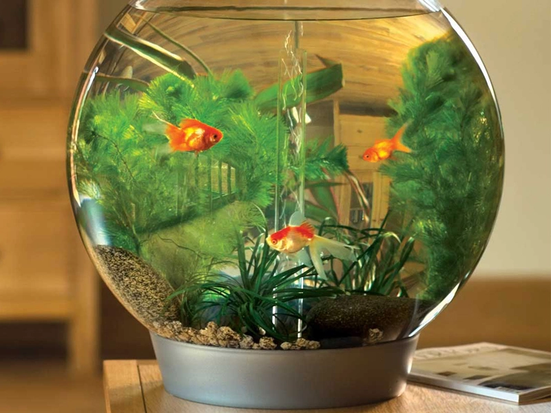 Đặt bể cá hướng nào 1