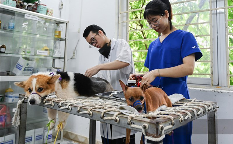 Phòng khám thú y Gò Vấp hoạt động 24/24 phù hợp cho những tình huống khẩn cấp