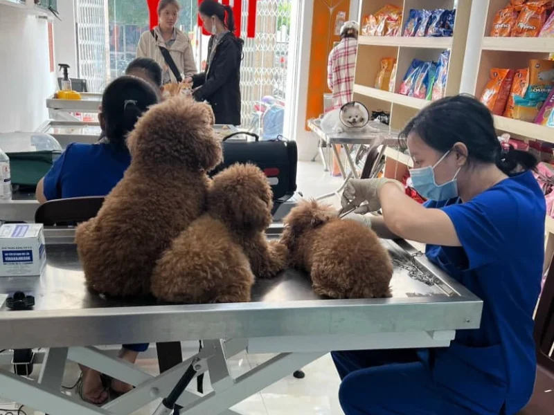 Phòng khám thú y Thủ Đức hiện đại, toàn diện