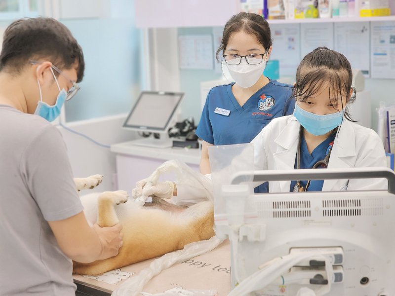 Phòng khám thú y Tân Phú có không gian sạch sẽ, bác sĩ tận tâm