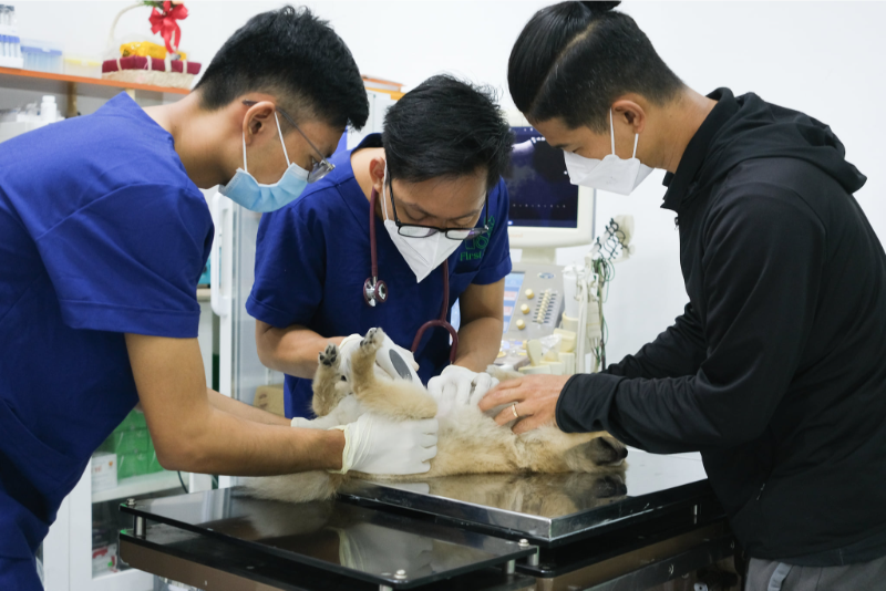 Phòng khám thú y Quận 10 có đội ngũ bác sĩ tận tâm, có chuyên môn