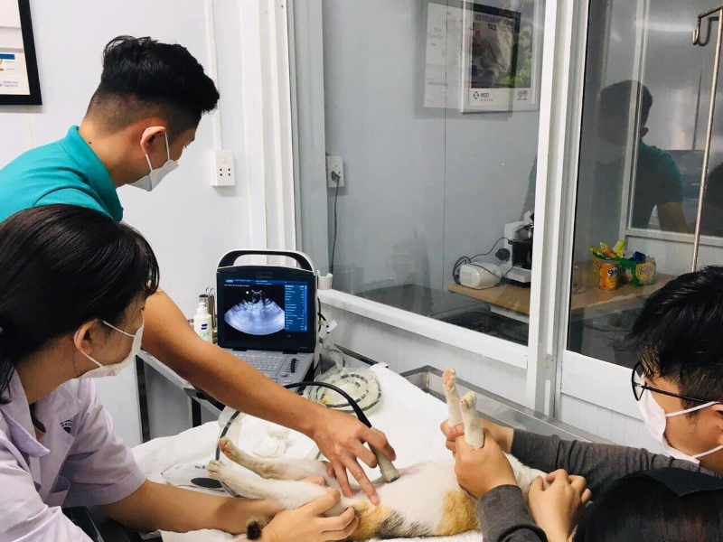 Phòng khám thú y Thủ Đức lâu đời, chuyên sâu