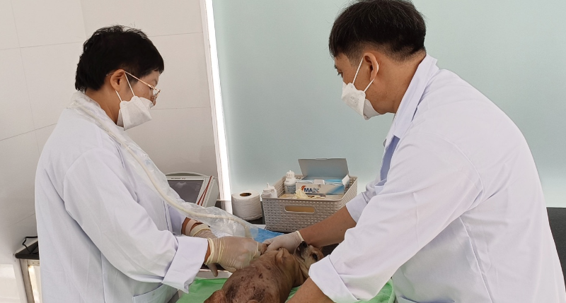 Bệnh viện thú y Quận 11 có đội ngũ bác sĩ tận tâm, giàu kinh nghiệm
