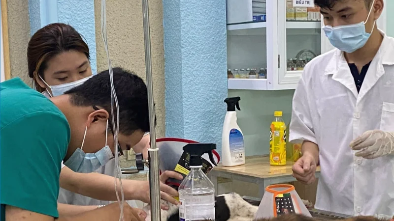 Phòng khám thú y Quận 8 là lựa chọn lý tưởng với đội ngũ bác sĩ nhiệt tình, có chuyên môn