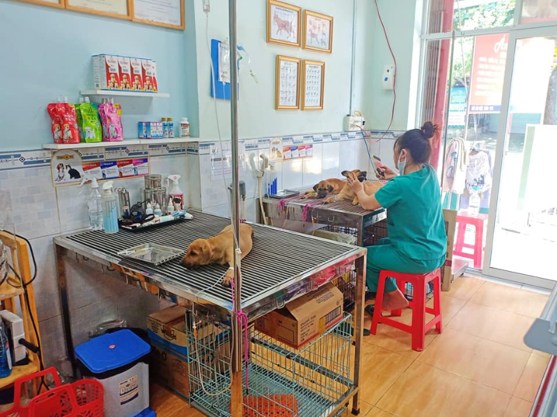 Phòng khám thú y Quận 12 có dịch vụ tận tâm, mức giá hợp lý
