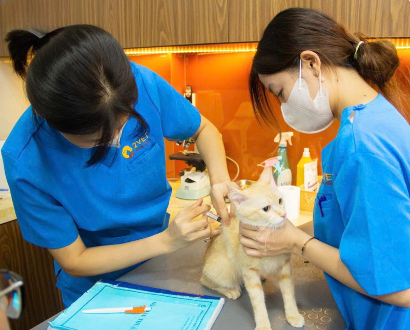 Phòng khám thú y Bình Thạnh hiện đại, tối ưu