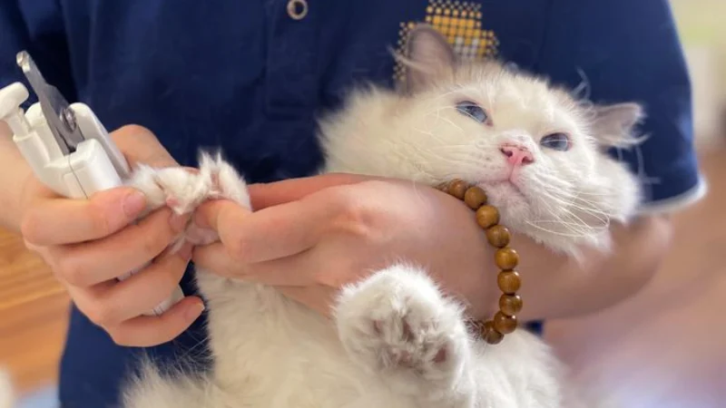 Phòng khám thú y Tân Bình được yêu thích bởi đội ngũ bác sĩ thân thiện, tận tâm