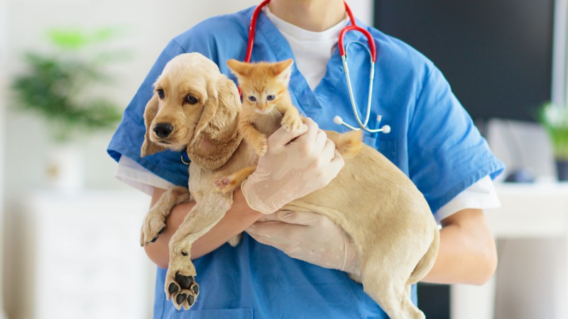 Phòng khám thú y Quận 3 chất lượng với uy tín và kinh nghiệm nhiều năm hoạt động