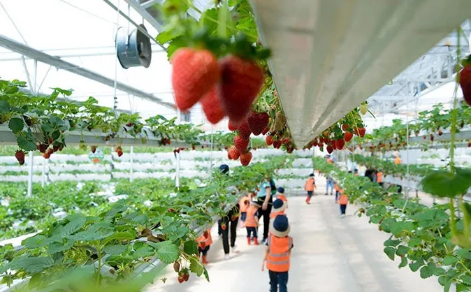 Trẻ em tham quan và trải nghiệm hái dâu tại vườn dâu Đà Lạt hiện đại trong nhà kính với hệ thống trồng dâu thủy canh treo.
