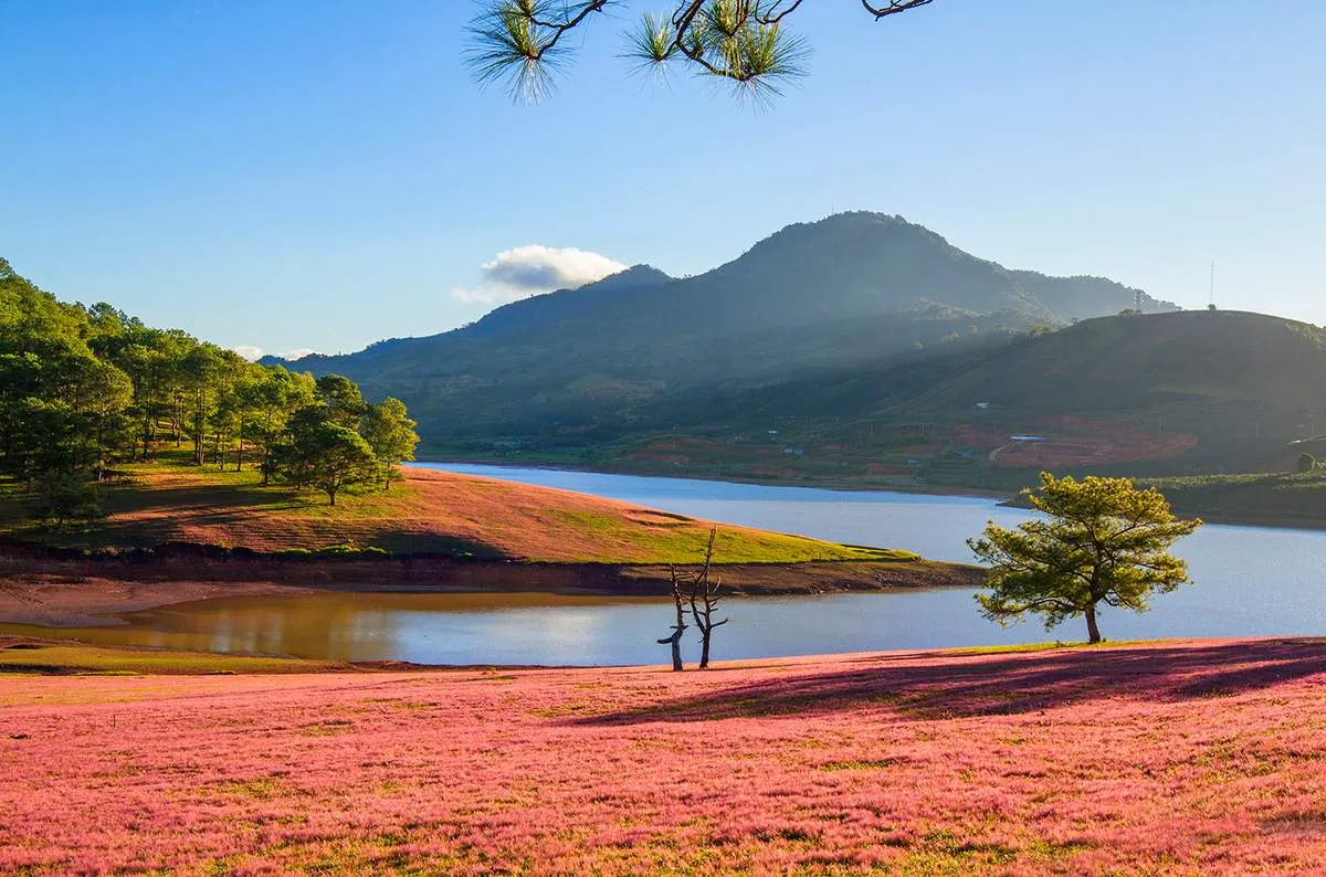 Cảnh sắc Hồ Suối Vàng với rừng thông xanh, thảm cỏ hồng trải dài bên mặt hồ tĩnh lặng – một địa điểm du lịch Đà Lạt nổi tiếng.