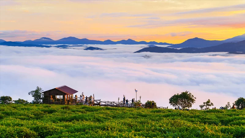 Khung cảnh bình minh tại Đồi chè Cầu Đất – địa điểm du lịch Đà Lạt nổi bật với biển mây bồng bềnh và những luống chè xanh mướt