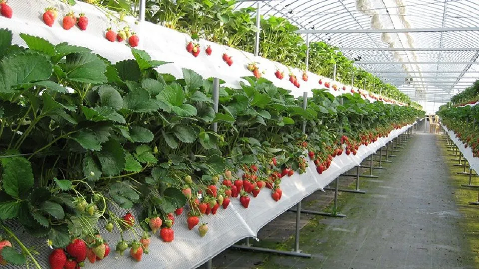 Vườn dâu Đà Lạt trồng theo mô hình thủy canh trong nhà kính, các luống dâu tây chín đỏ mọng treo cao trên giàn sạch sẽ và hiện đại.