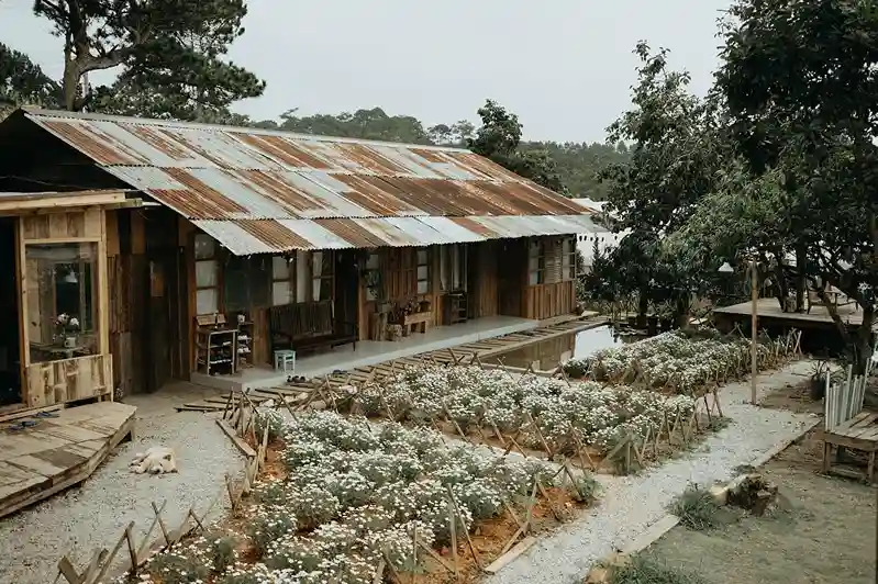 Quán cafe Đà Lạt với mái tôn hoài cổ, bao quanh là vườn hoa cúc trắng rực rỡ, tạo nên không gian bình yên giữa thiên nhiên xanh mát.