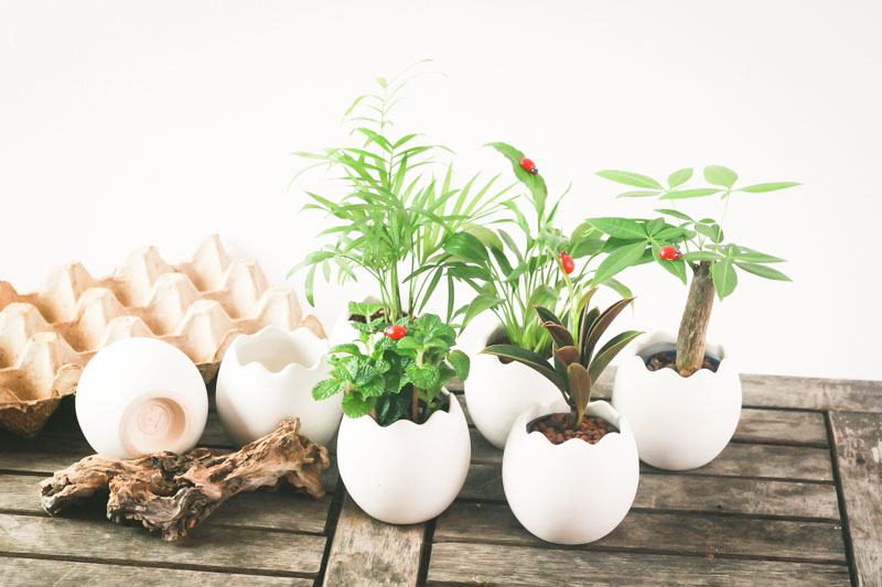 các chậu cây nhỏ trồng trong vỏ trứng, biểu trưng cho sự sinh sôi, phát triển và không gian sống xanh.