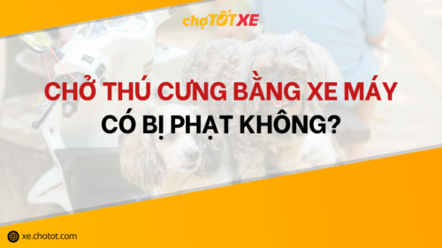 Chở chó bằng xe máy có bị phạt theo quy định mới không?